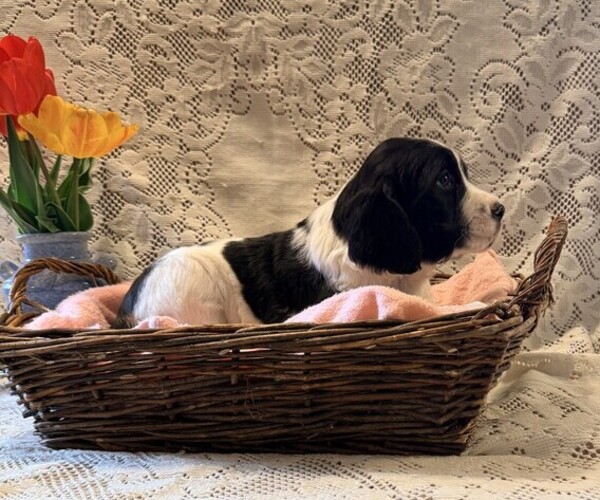 Medium Photo #2 English Springer Spaniel Puppy For Sale in OWEN, WI, USA