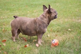 Mother of the French Bulldog puppies born on 06/08/2016