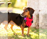 Small #3 Dachshund