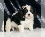 Small Photo #47 Cavalier King Charles Spaniel Puppy For Sale in WARSAW, IN, USA