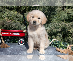 Medium English Cream Golden Retriever