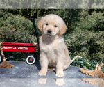 Puppy Madeline English Cream Golden Retriever