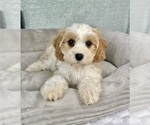 Small #4 Cavapoo