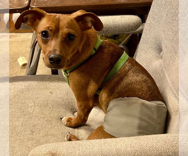 Medium Photo #6 Dachshund-Unknown Mix Puppy For Sale in Portland, IN, USA