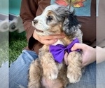 Small #8 Bernedoodle (Miniature)