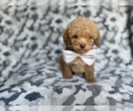 Small #3 Cockapoo (Miniature)