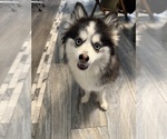 Small Photo #1 Pomsky Puppy For Sale in HOMELAND, CA, USA