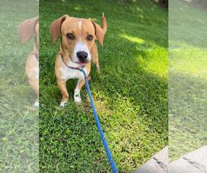 Beagle-Eurasier Mix Dogs for adoption in Front Royal, VA, USA