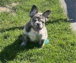 Puppy 2 French Bulldog