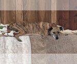 Small Photo #4 Mutt Puppy For Sale in Aurora, CO, USA