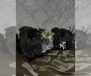 Pomeranian Puppy for sale in AVONDALE-GOODYEAR, AZ, USA