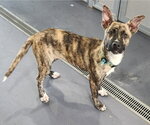 Small #1 Catahoula Leopard Dog