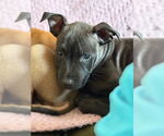 Small #3 American Pit Bull Terrier Mix