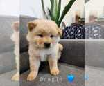 Puppy Puppy 1 Chow Chow