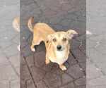 Small #15 Chihuahua
