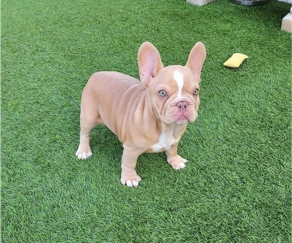 Medium Photo #6 French Bulldog Puppy For Sale in LAS VEGAS, NV, USA
