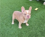 Small #5 French Bulldog
