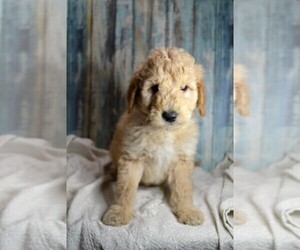 Goldendoodle (Miniature) Puppy for Sale in NILES, Michigan USA
