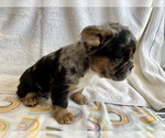 Small #5 French Bulldog