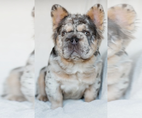 Medium Photo #13 French Bulldog Puppy For Sale in HOPE MILLS, NC, USA