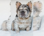 Small #12 French Bulldog