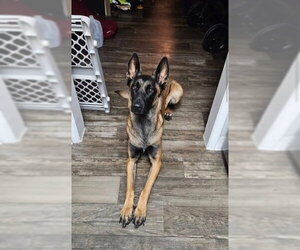 Mutt Dogs for adoption in Imlay City, MI, USA