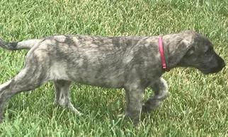 Irish Wolfhound Puppy for sale in MONTGOMERY, IN, USA