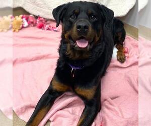 Rottweiler Dogs for adoption in Aurora, CO, USA