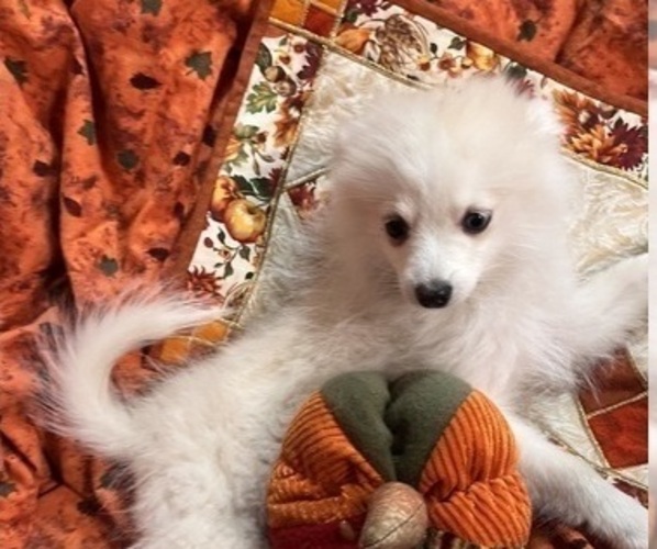 Medium Photo #25 Pomsky Puppy For Sale in GOLDEN VALLEY, AZ, USA