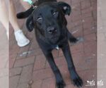 Small #5 Retriever  Mix