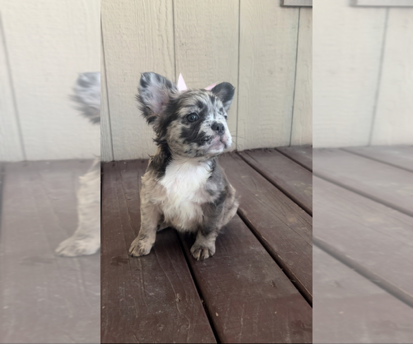 Medium Photo #1 French Bulldog Puppy For Sale in MESQUITE, TX, USA