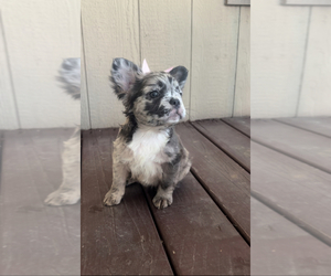 Medium French Bulldog