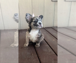 Small French Bulldog