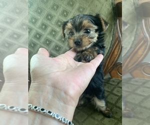 Yorkshire Terrier Puppy for sale in FORT WORTH, TX, USA