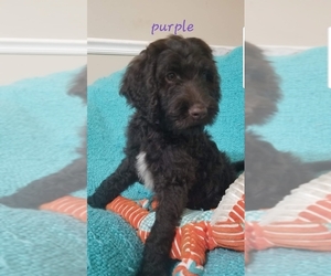 Goldendoodle-Poodle (Standard) Mix Puppy for sale in HARTSVILLE, SC, USA