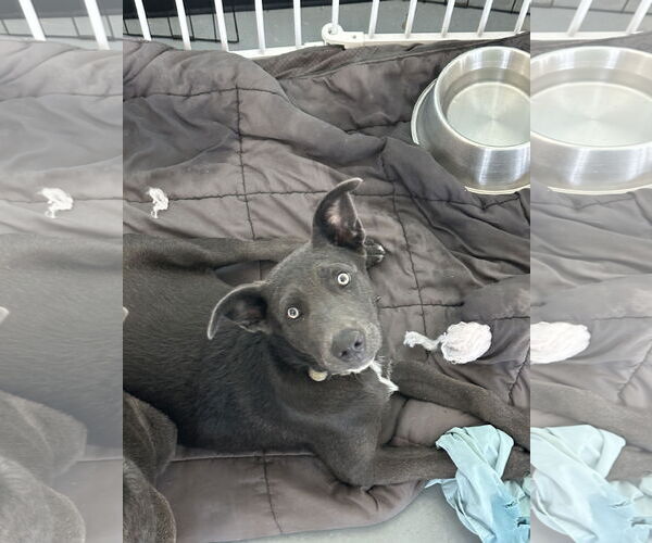 Medium Photo #6 Chesapeake Bay Retriever-Unknown Mix Puppy For Sale in Chico, CA, USA