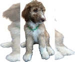 Puppy Honey Aussiedoodle