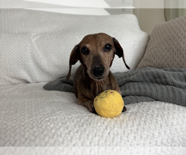 Medium Photo #3 Dachshund Puppy For Sale in Weston, FL, USA