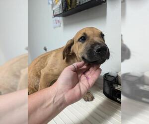 Mastiff-Unknown Mix Dogs for adoption in Bakersfield, CA, USA