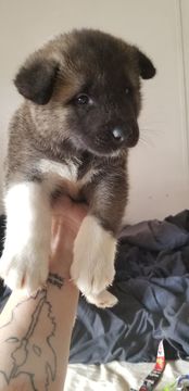 Medium Photo #4 Akita Puppy For Sale in BROOKSIDE, PA, USA
