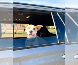 Layci - Female American Pit Bull Terrier-Unknown Mix Dog for Adoption - Photo #2
