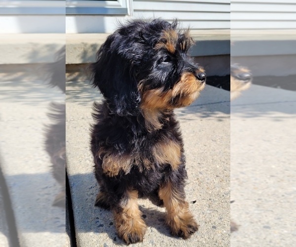 Medium Photo #4 Cavapoo Puppy For Sale in GILBERTSVILLE, PA, USA