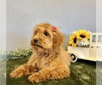 Small Photo #5 Mini Whoodle (Wheaten Terrier/Miniature Poodle) Puppy For Sale in DOSS, MO, USA
