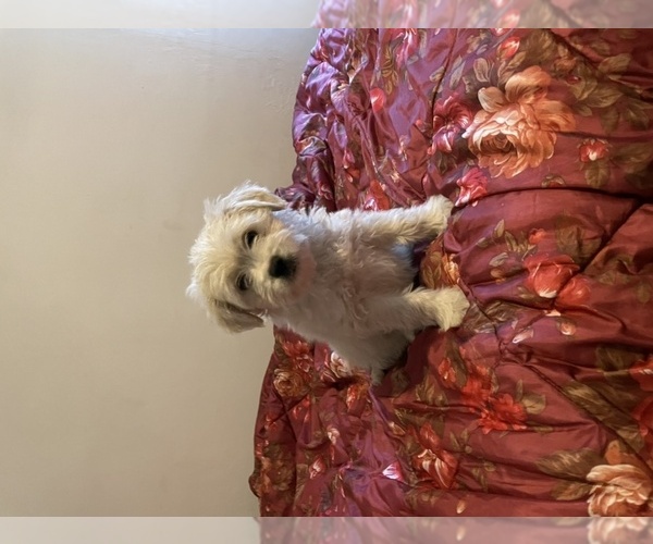 Medium Photo #1 Morkie Puppy For Sale in LONG BEACH, CA, USA