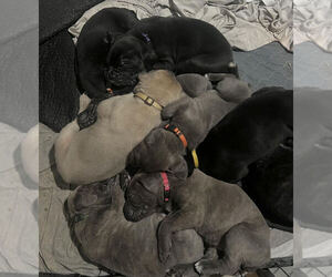 Cane Corso Litter for sale in MOUNT MORRIS, MI, USA