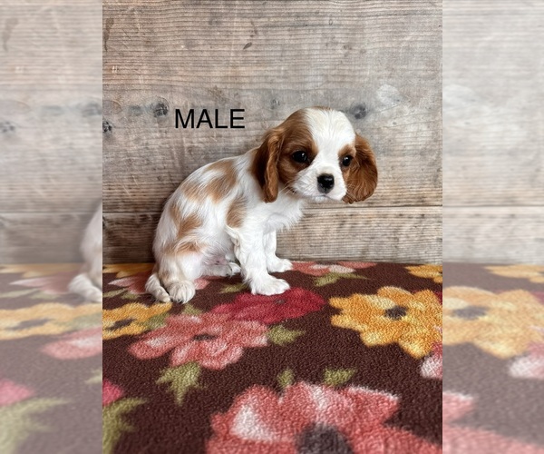 Medium Photo #2 Cavalier King Charles Spaniel Puppy For Sale in VERMONTVILLE, MI, USA