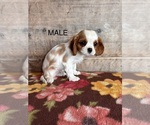Small #1 Cavalier King Charles Spaniel