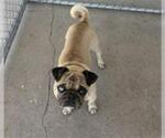 Small Pug