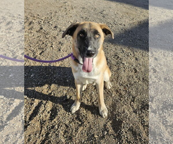 Medium Photo #1 Mutt Puppy For Sale in El Centro, CA, USA