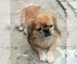 Small #5 Pekingese Mix